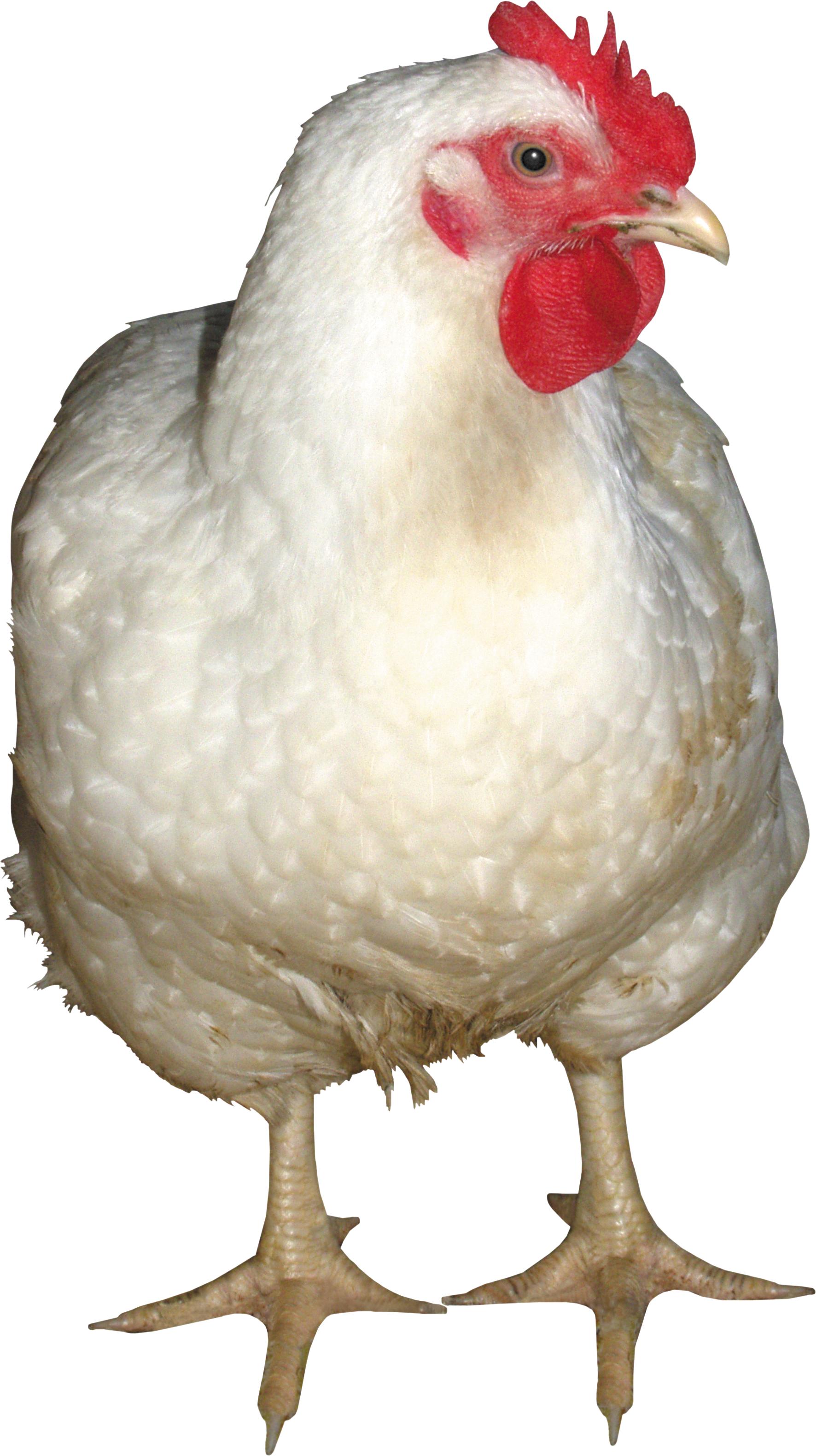 Chicken PNG images, free chicken picture download.