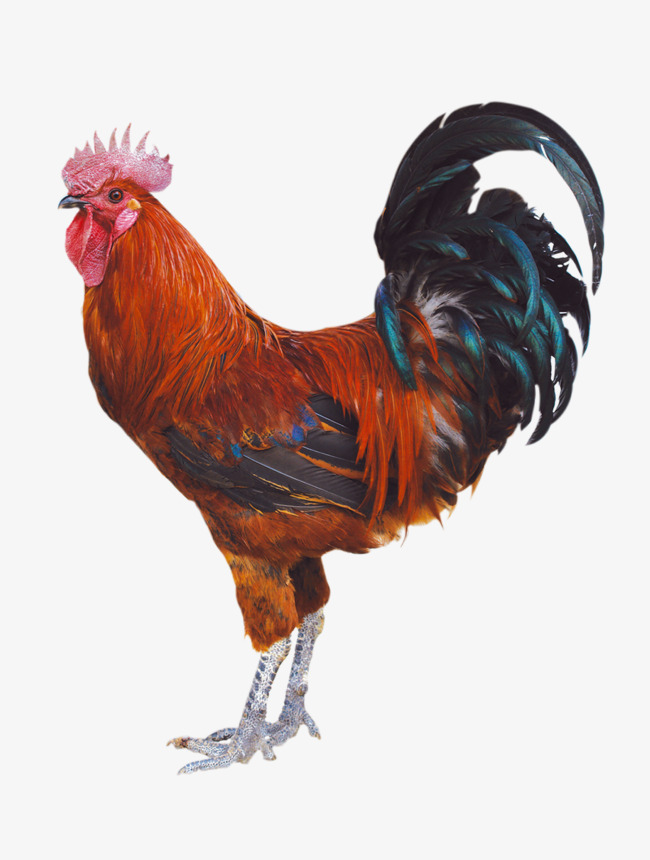 chicken png 20 free Cliparts | Download images on Clipground 2024