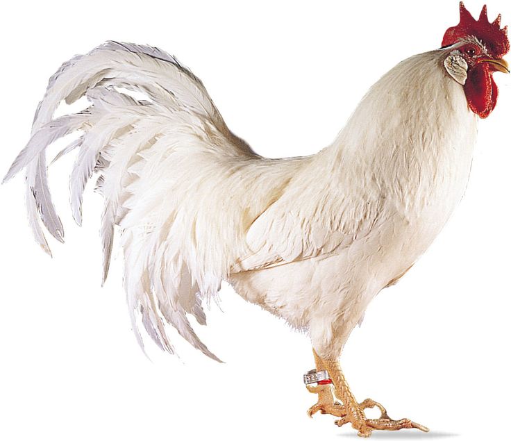 Chicken HD PNG Transparent Chicken HD.PNG Images..