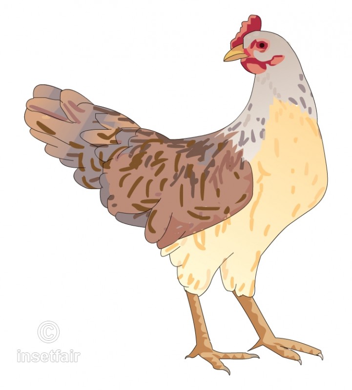 chicken vector png 20 free Cliparts | Download images on Clipground 2024