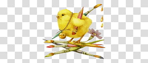Chickie transparent background PNG cliparts free download.