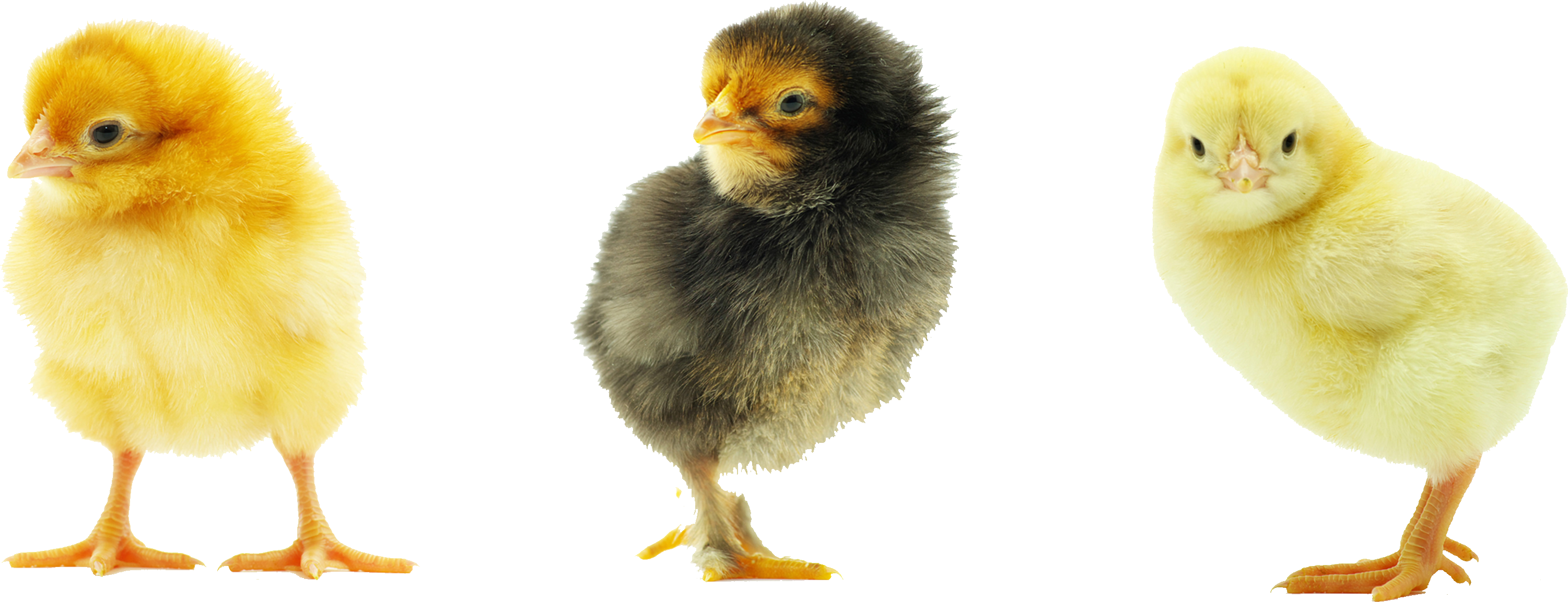 Chick PNG Images Transparent Free Download.