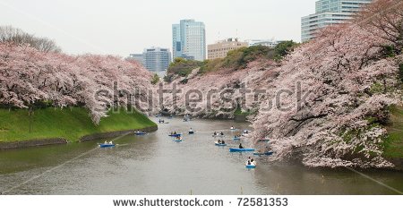 Cherry Blossom Park In Spring Shidorigafuji Tokyo Stock Photo.