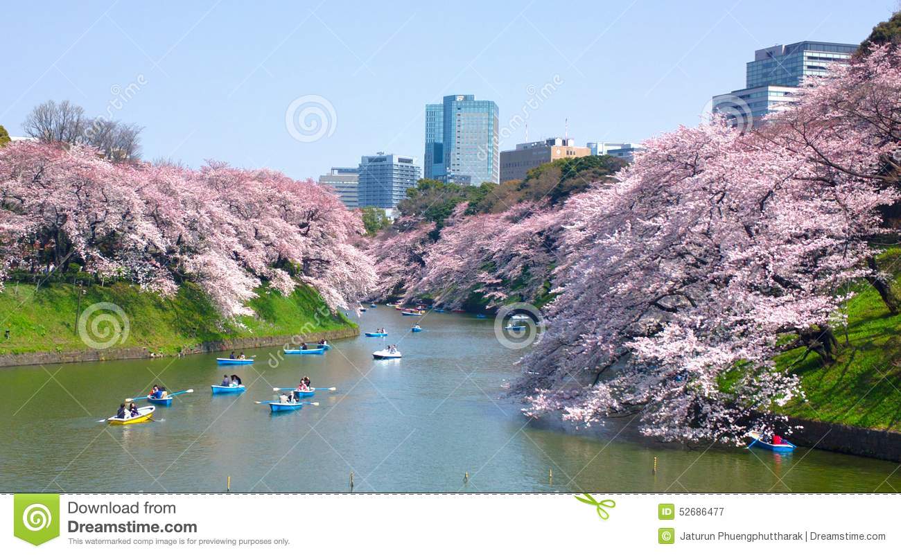 Cherry Blossoms At Chidorigafuchi In TOKYO JAPAN Stock Photo.