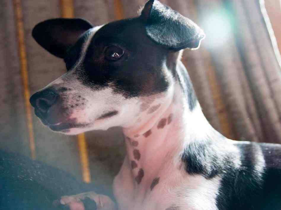maltese puppy clipart › ggfrg.info.