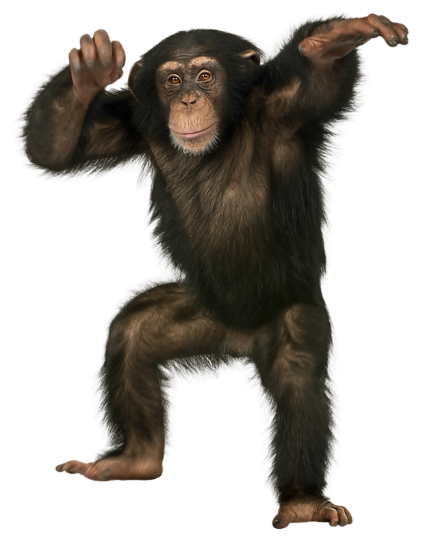 chimp png 20 free Cliparts | Download images on Clipground 2024