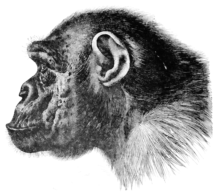 chimpanzee profile.