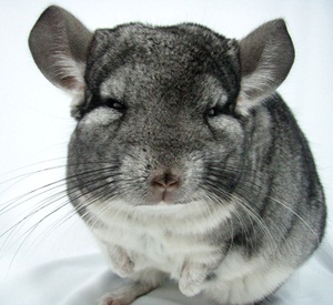 Chinchilla Housing and Environment Requirements.