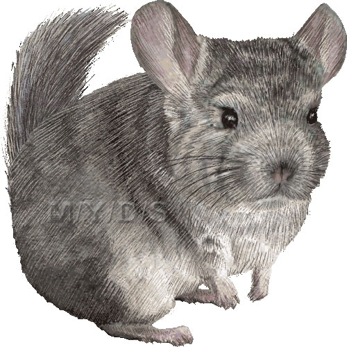 Chinchilla Clipart.