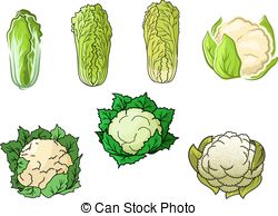 Chinese cabbage Vector Clipart Royalty Free. 261 Chinese cabbage.