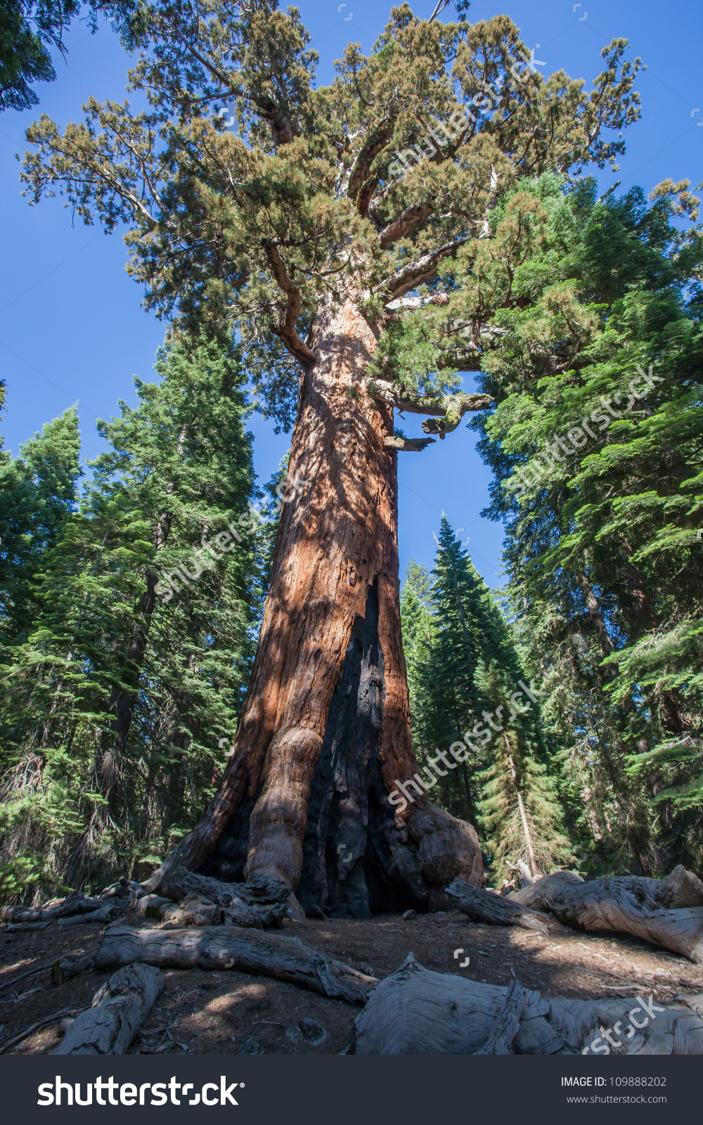 Giant Sequoia In Yosemite National Park Stock Photo 109888202.