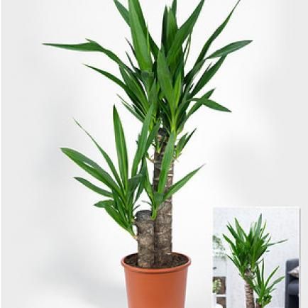 Over 1000 idéer om Palmen Pflanzen på Pinterest.