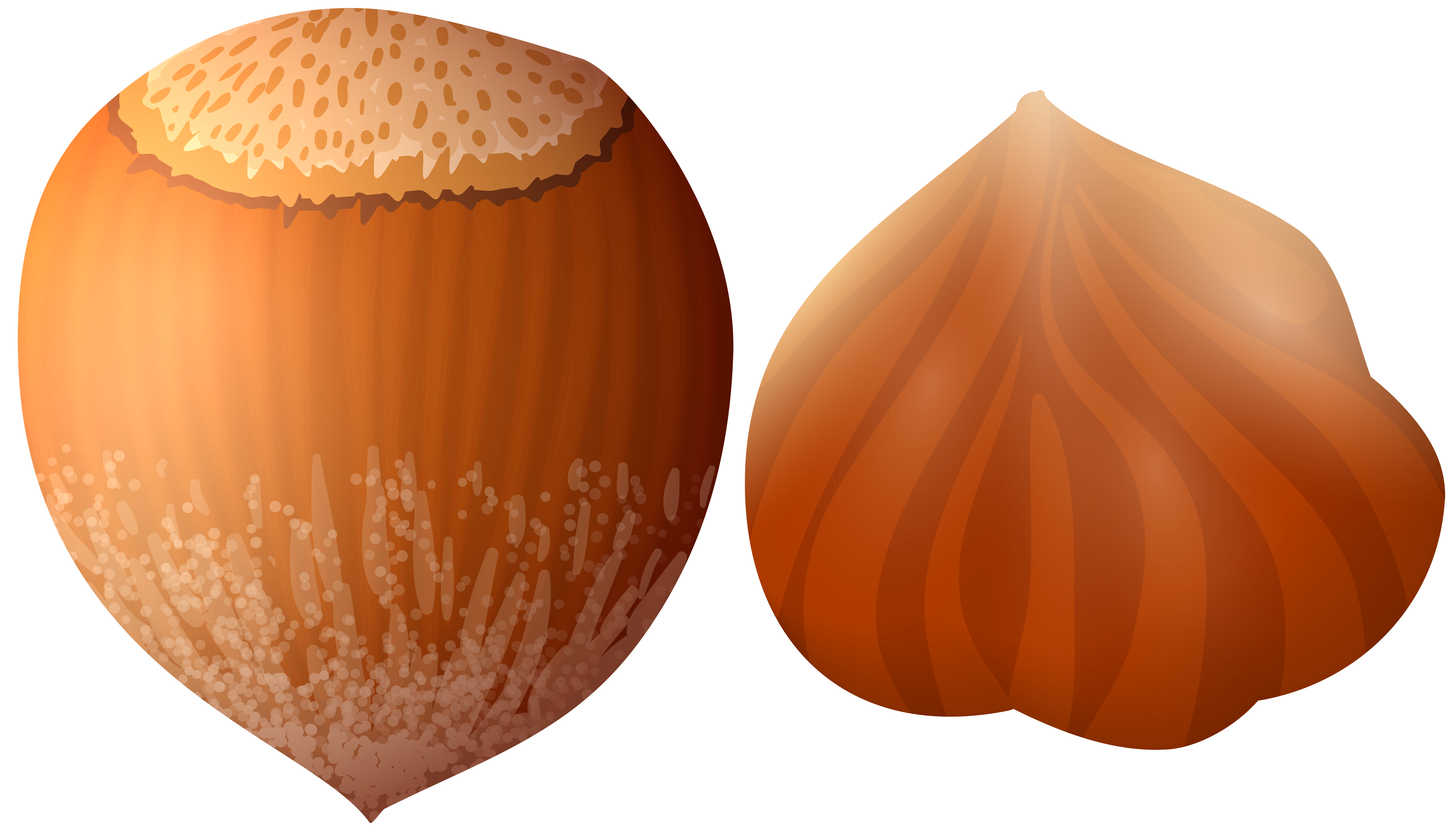 Hazelnut PNG Clip Art.