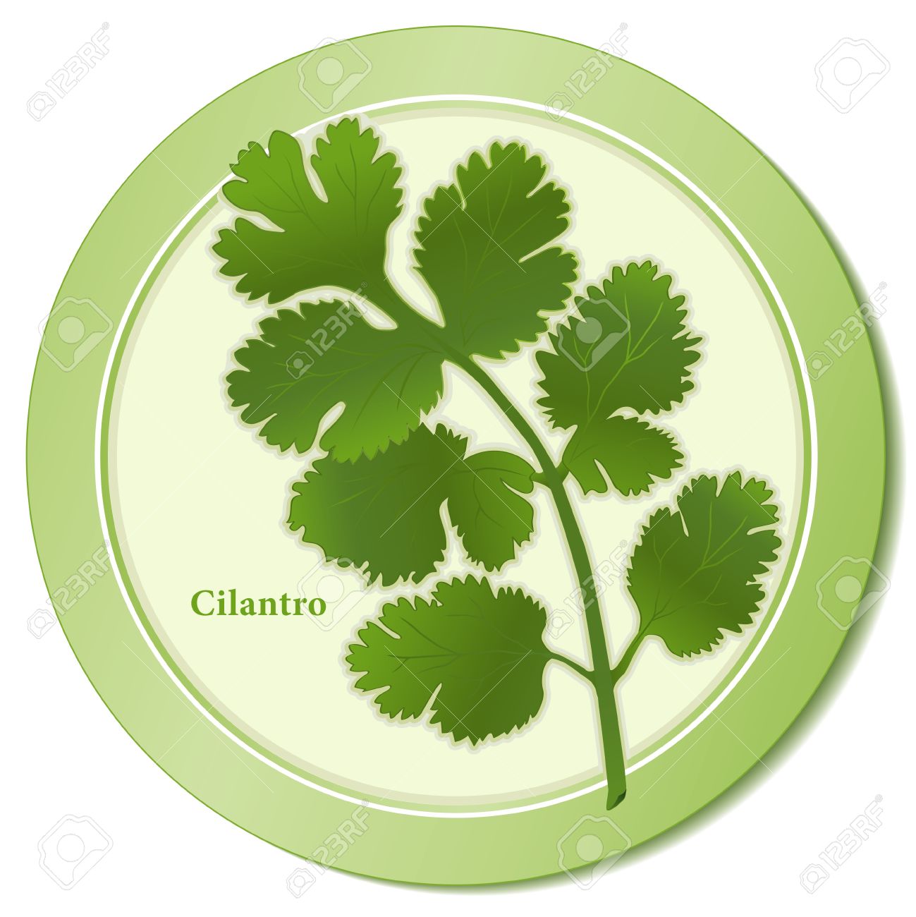 Cilantro Chinese Parsley Herb Icon Royalty Free Cliparts, Vectors.