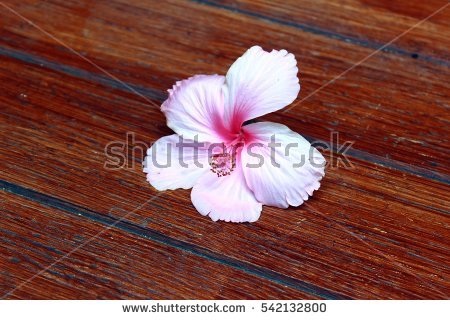 Chinese Hibiscus Stock Photos, Royalty.