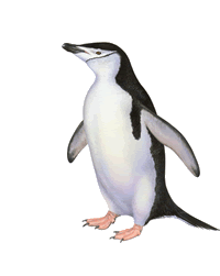 Chinstrap penguin clipart.