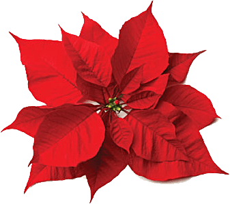 Christmas rose clipart.