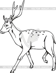 Chital.