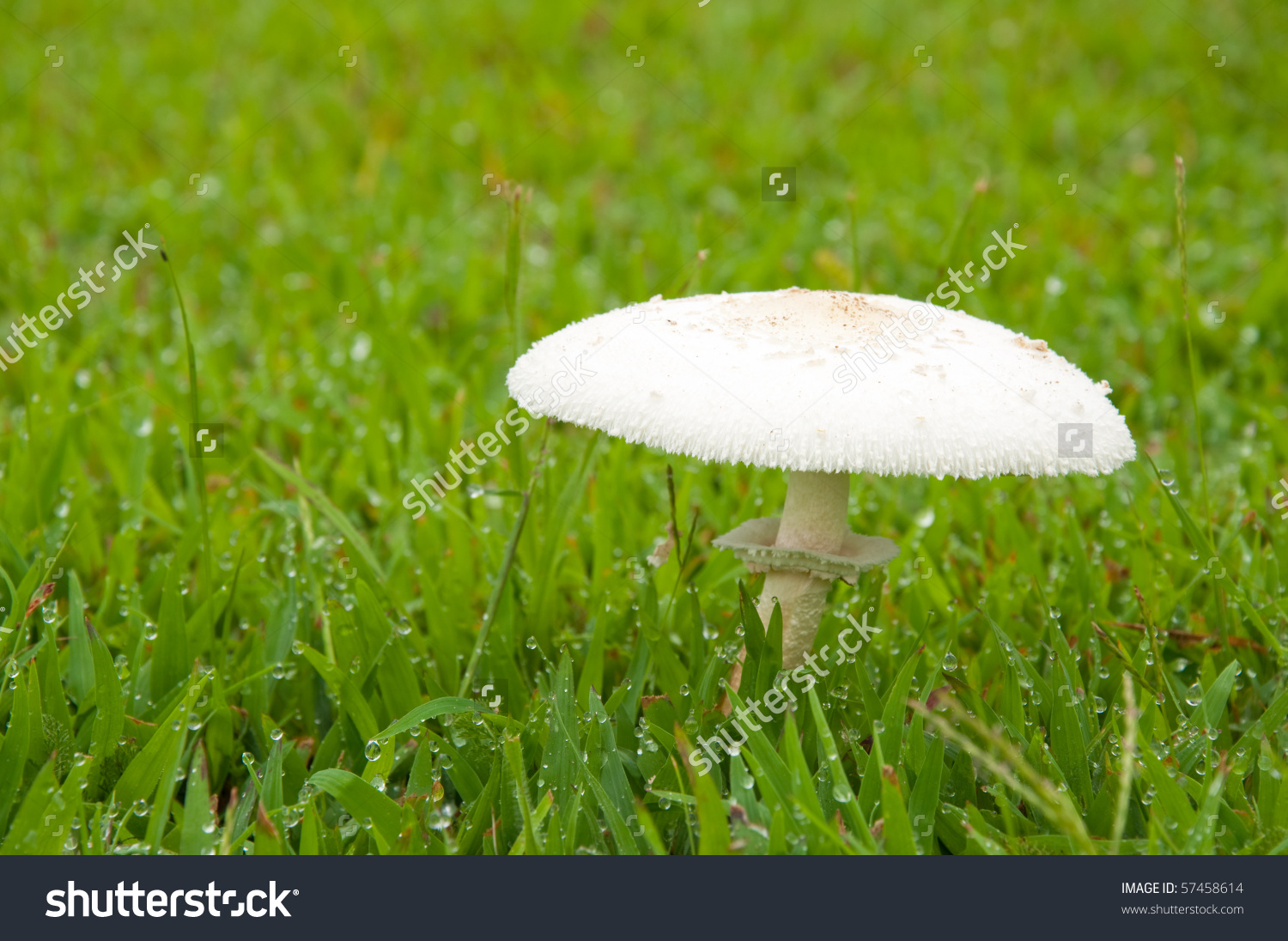 White Poisonous Mushroom In Grass With Heavy Morning Dew Stock.