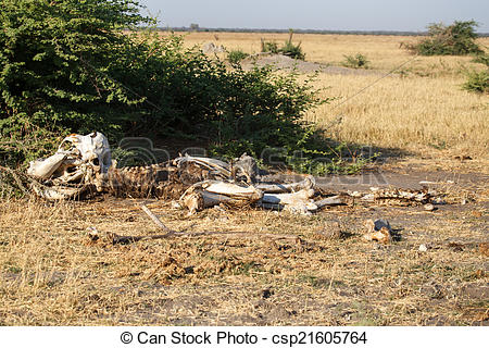 Stock Image of Elephant Skeleton.