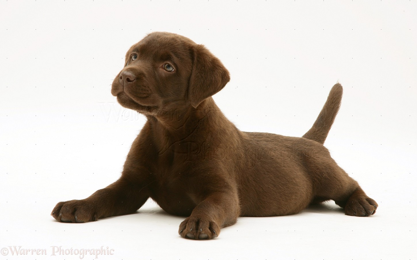 Dog: Chocolate Labrador Retriever pup photo.