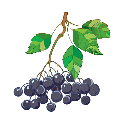 Choke berry clipart - Clipground