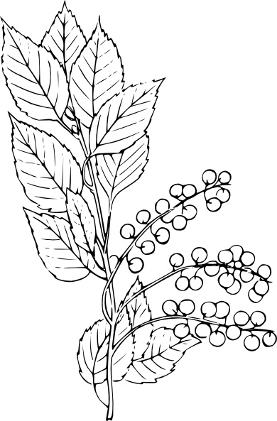 Chokecherry clipart 20 free Cliparts | Download images on Clipground 2021