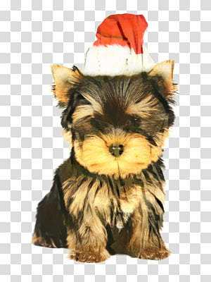 Christmas Dog, Yorkshire Terrier, Puppy, Yorkipoo, English.