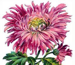 Free Chrysanthemum Clipart.