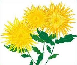 Free Chrysanthemum Clipart.
