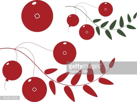 Cranberry Clipart Image.