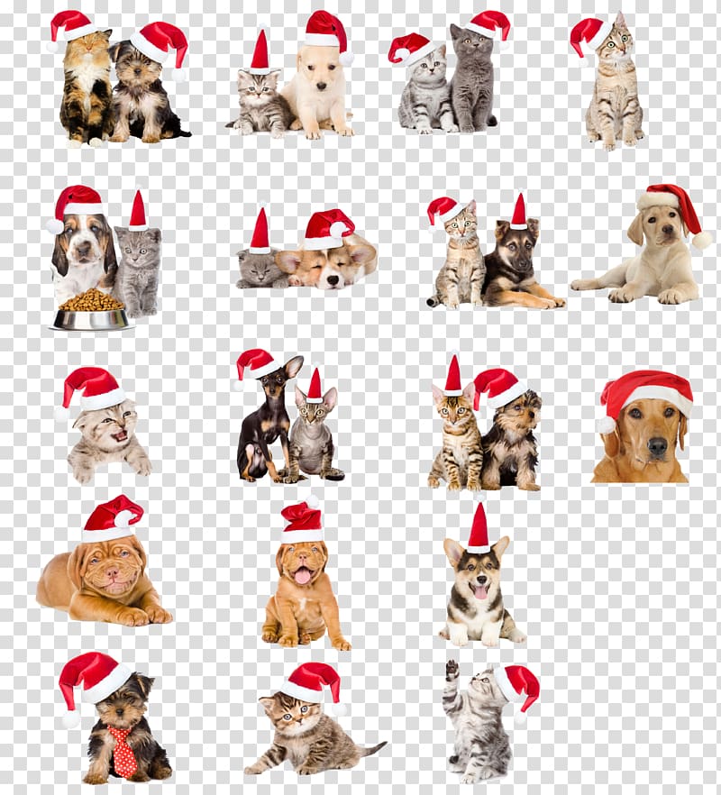 Christmas hats pet dogs and cats transparent background PNG.