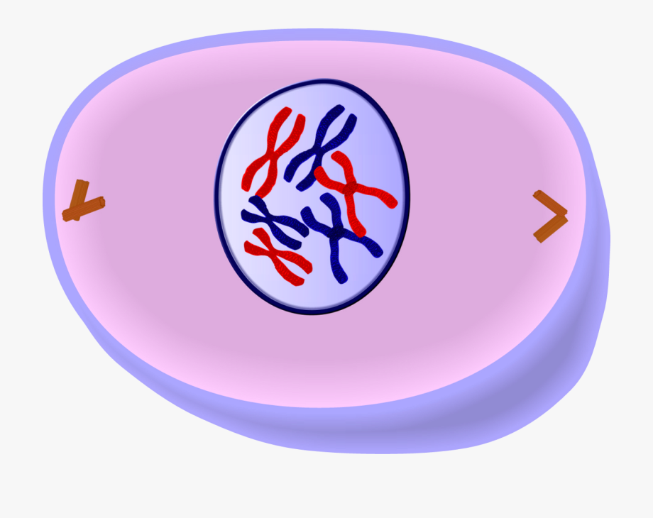 Early Prophase Of Mitosis.