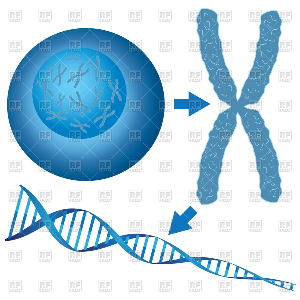 Cell, chromosome and DNA Stock Vector Image.