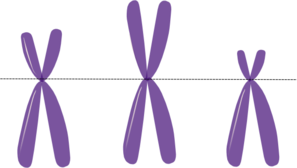Chromosomes Clip Art at Clker.com.