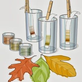 Chromatography of fall leaves. Show photosynthesis and.