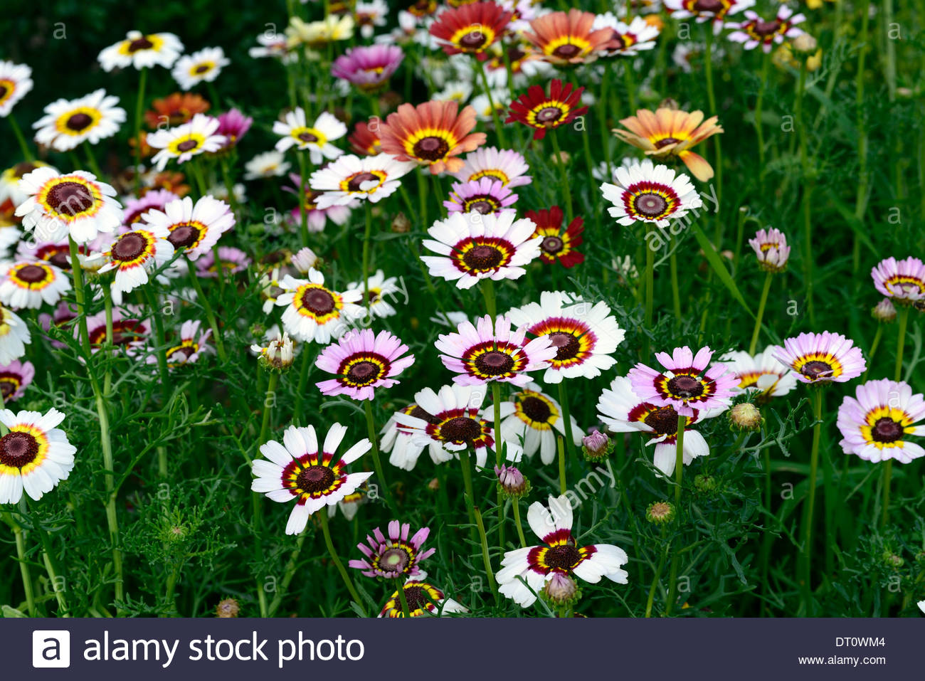Painted Daisy Stock Photos & Painted Daisy Stock Images.