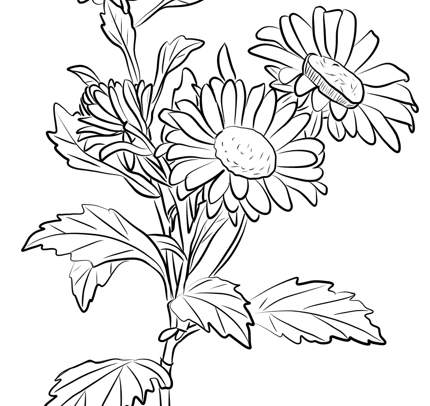 chrysanthemum clip art black white 20 free Cliparts | Download images ...