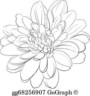 Chrysanthemum Clip Art.