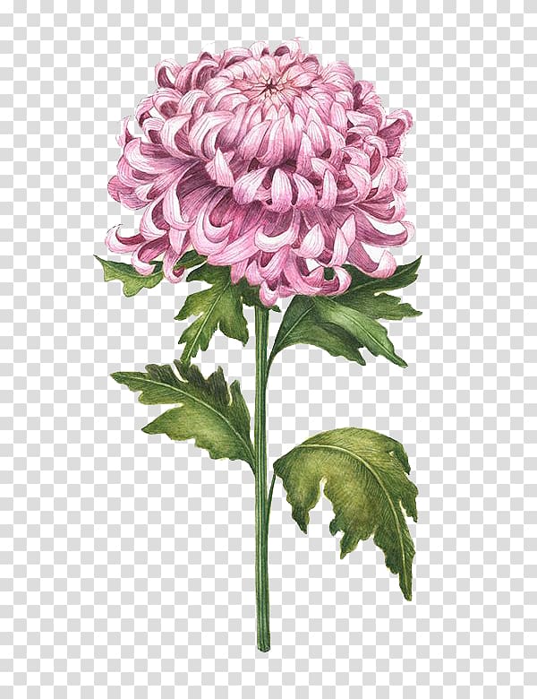 Pink chrysanthemum flower illustration, Chrysanthemum.