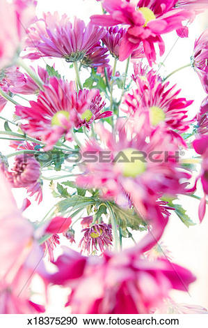 Stock Photography of Purple daisies (Chrysanthemum) (Dendranthema.