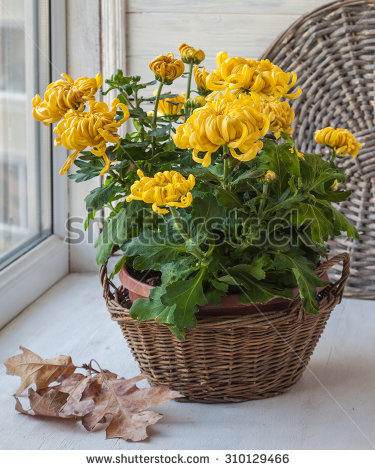 Scrubby Stock Photos, Royalty.