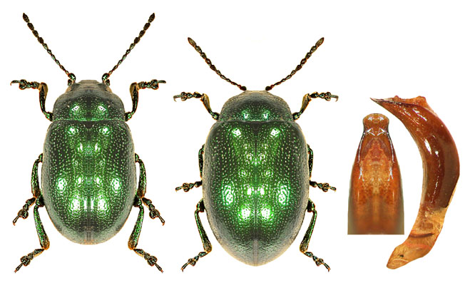 Chrysolina herbacea.