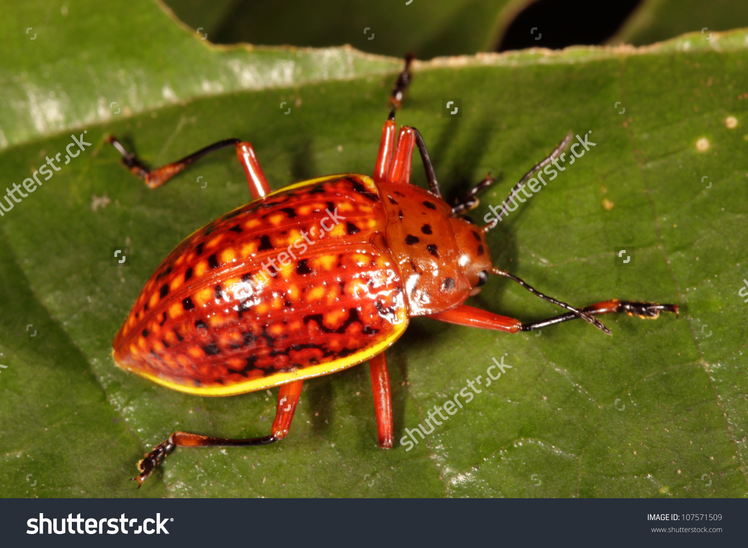 Orange Tortoise Beetle Chrysomelidae On Leaf Stock Photo 107571509.