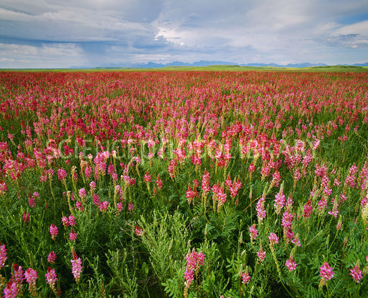 Field of sainfoin (Onobrychis sp.).