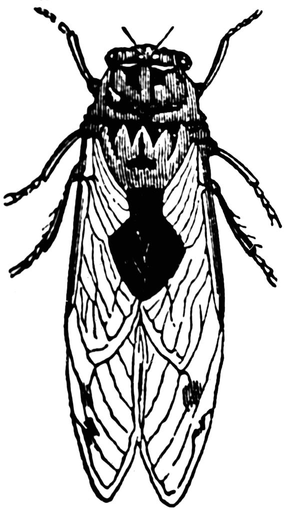 Cicada Clipart.