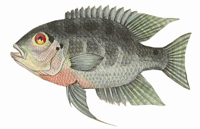 Cichlid clipart.