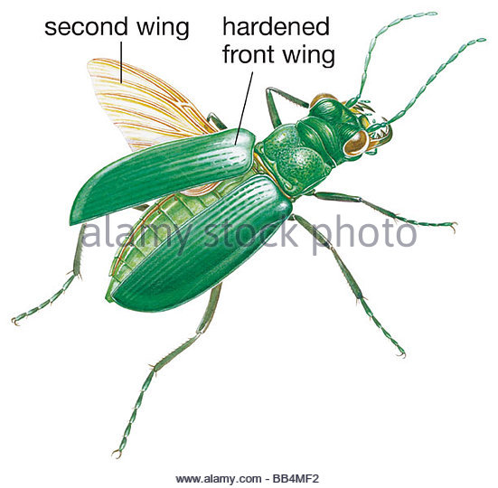 Cicindela sexguttata clipart 20 free Cliparts | Download images on ...