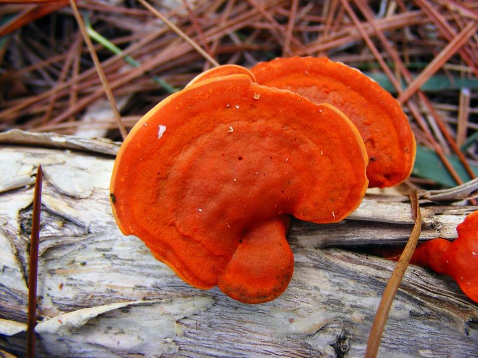 Free photo Fungus White Natural Mushroom Nature Forest.