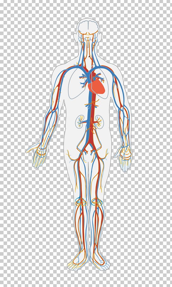 Circulatory System Human Body Blood Vessel Organ System PNG, Clipart.